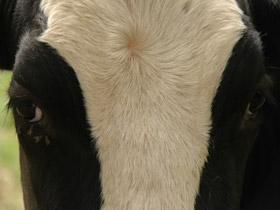 Klik op deze foto voor een grote versie